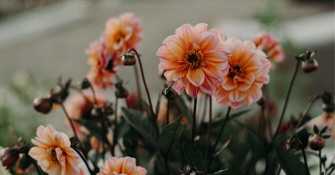 Anxiety, Stress & Emotional Regulation